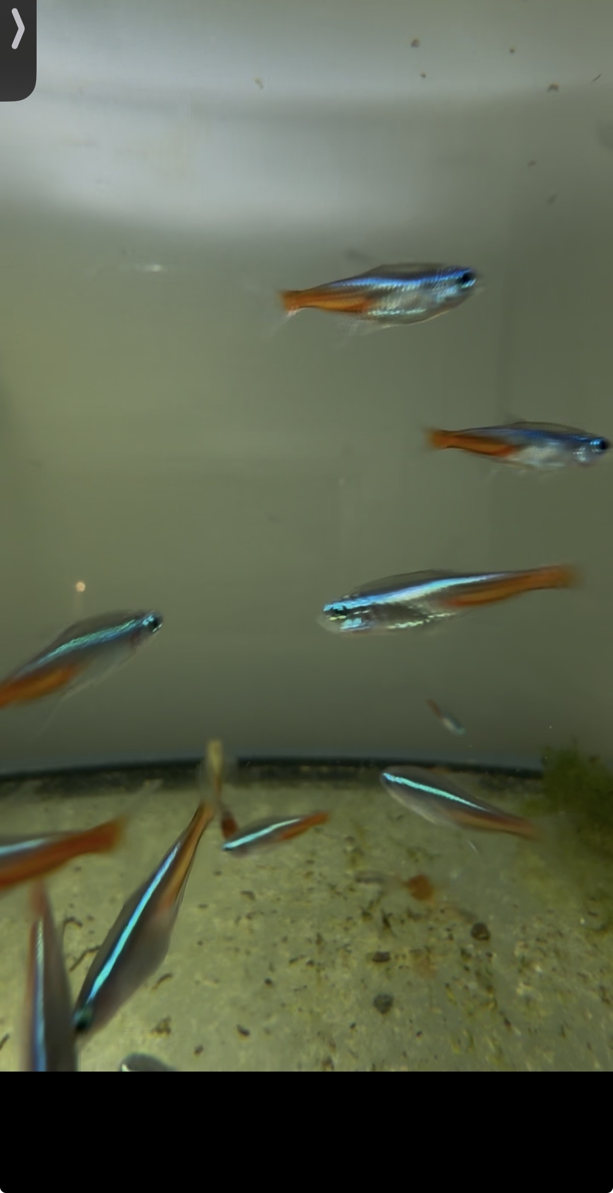 A shoal of locally bred Neon Tetras