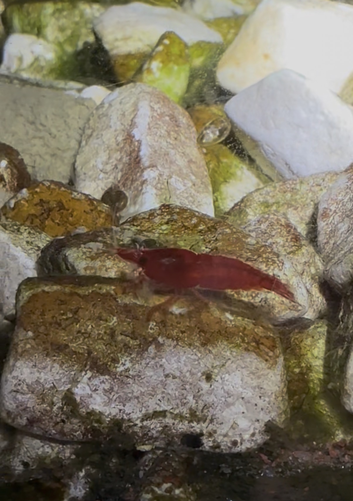 Deep red Bloody Mary Neocaridina shrimp on aquarium stones