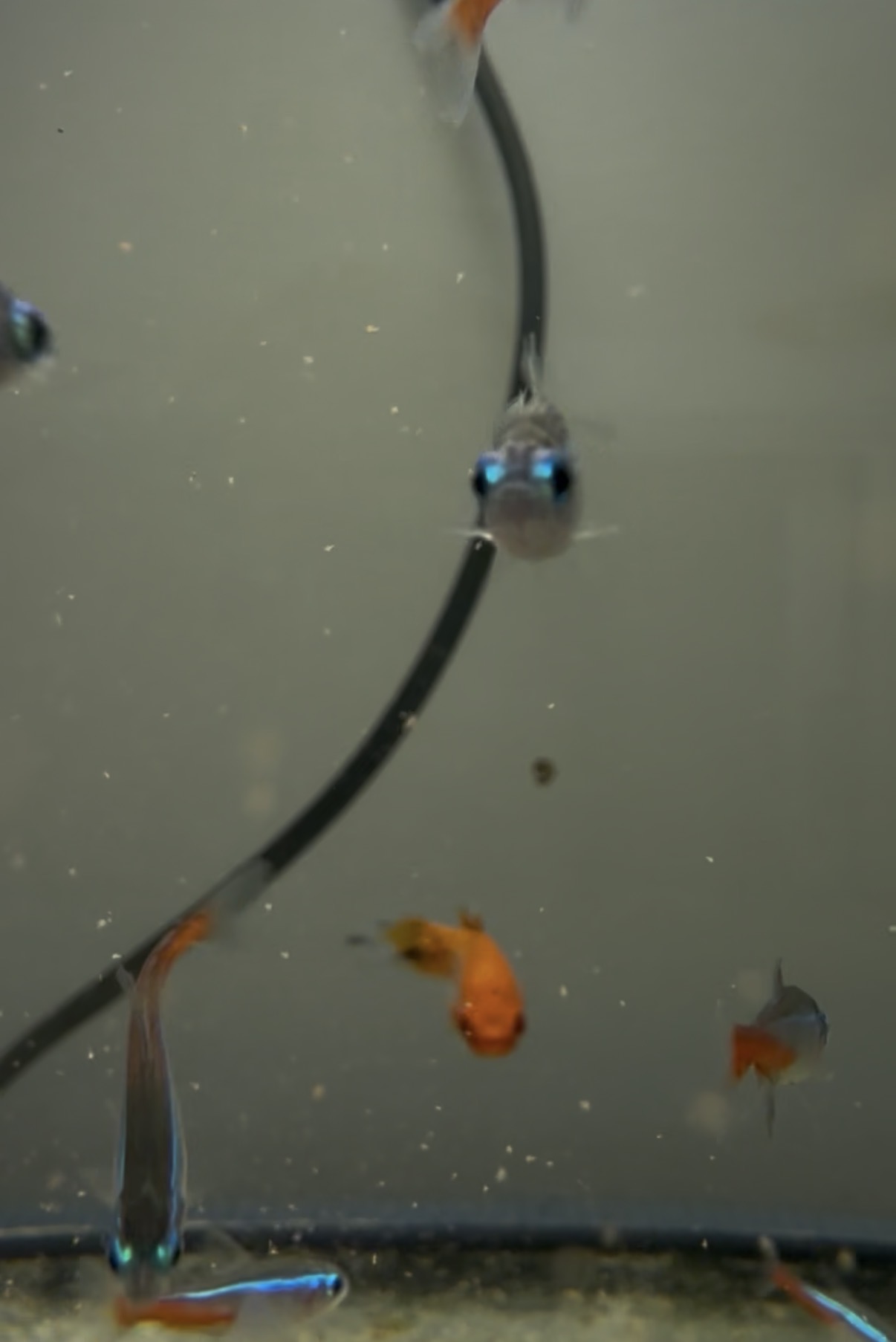Neon Tetras among their tankmates