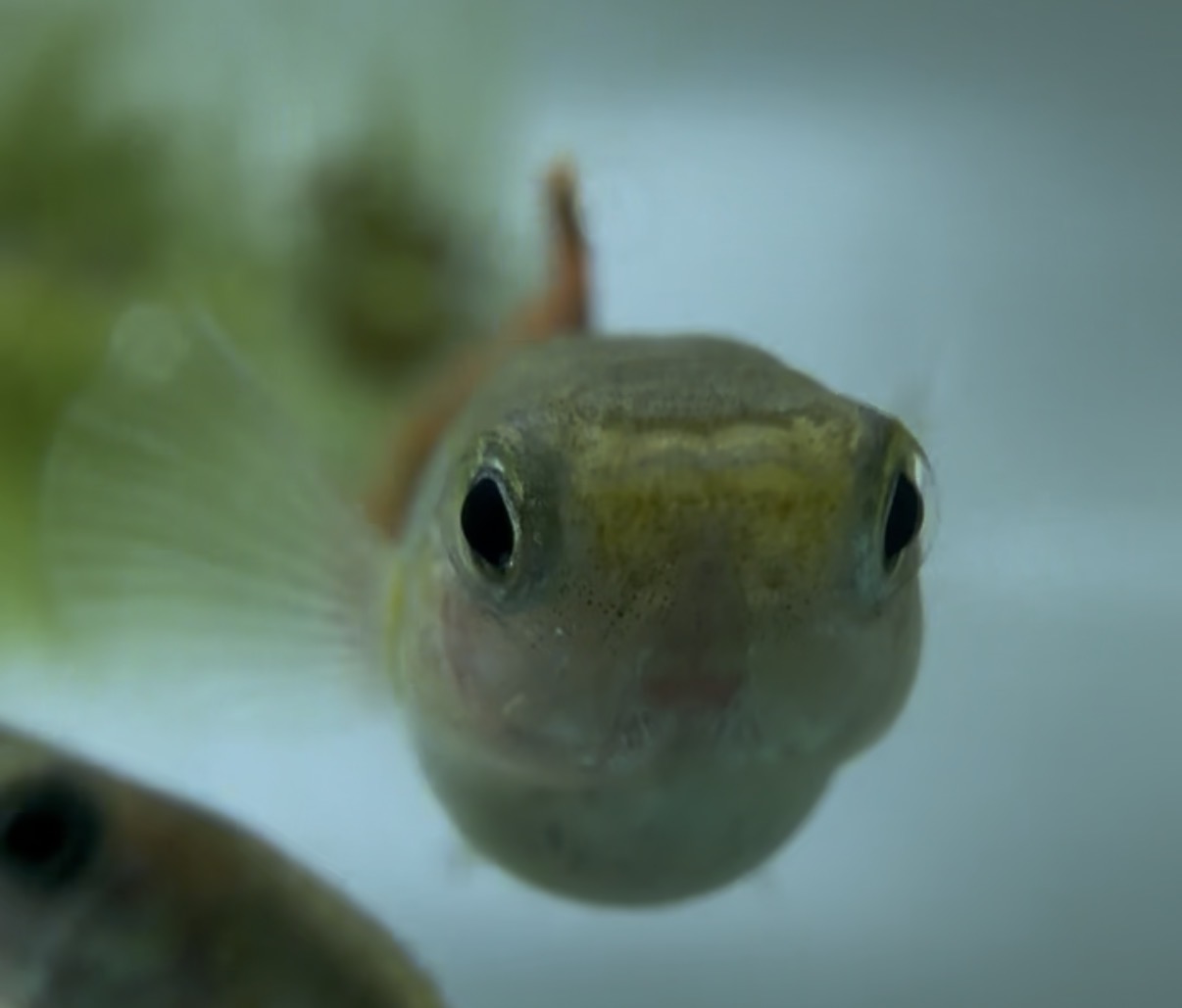 A fish facing the camera in Ben’s Fishroom