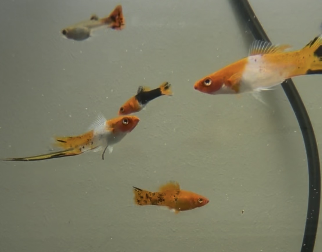 Sanke Koi Swordtails among their tankmates