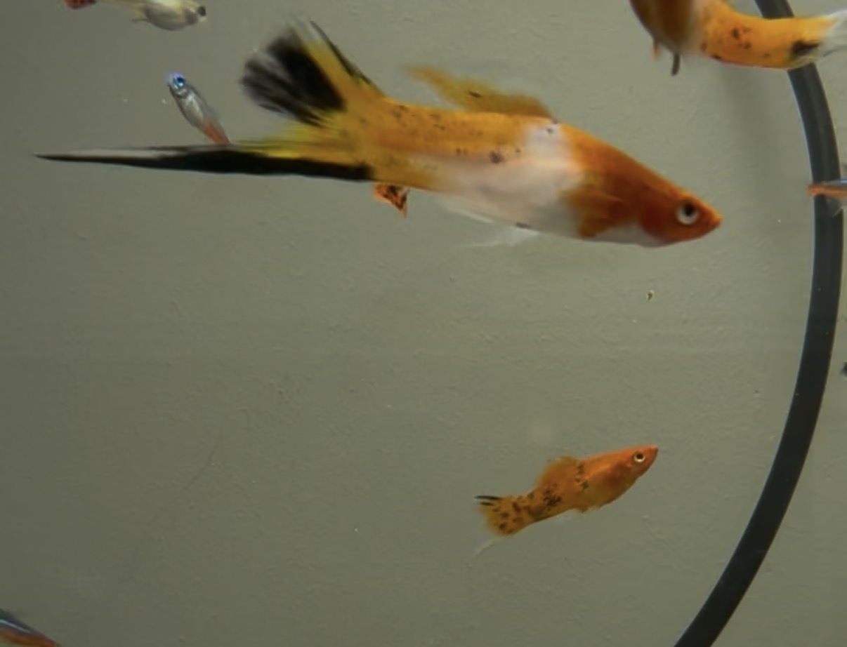 Sanke Koi Swordtail in profile