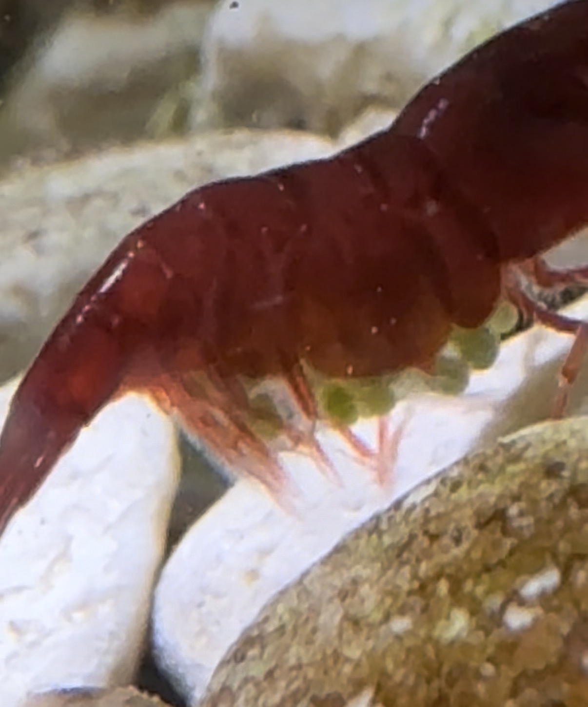 Close-up of a Bloody Mary shrimp carrying eggs