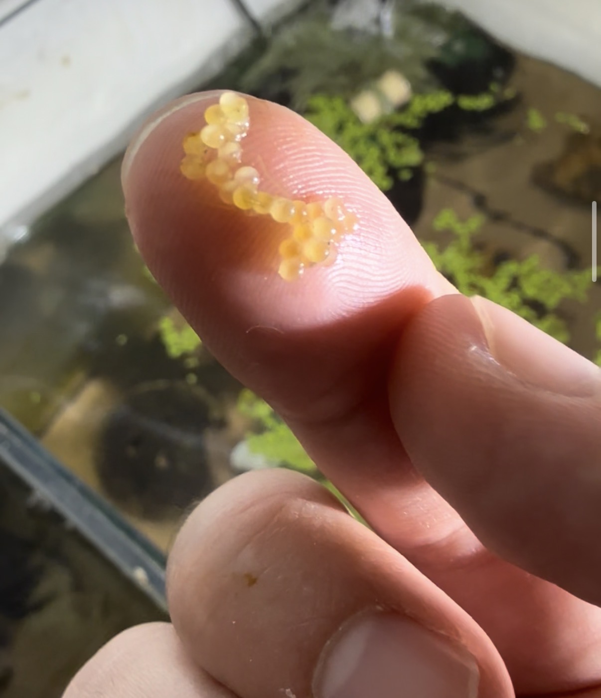 A closer look at eggs during breeding