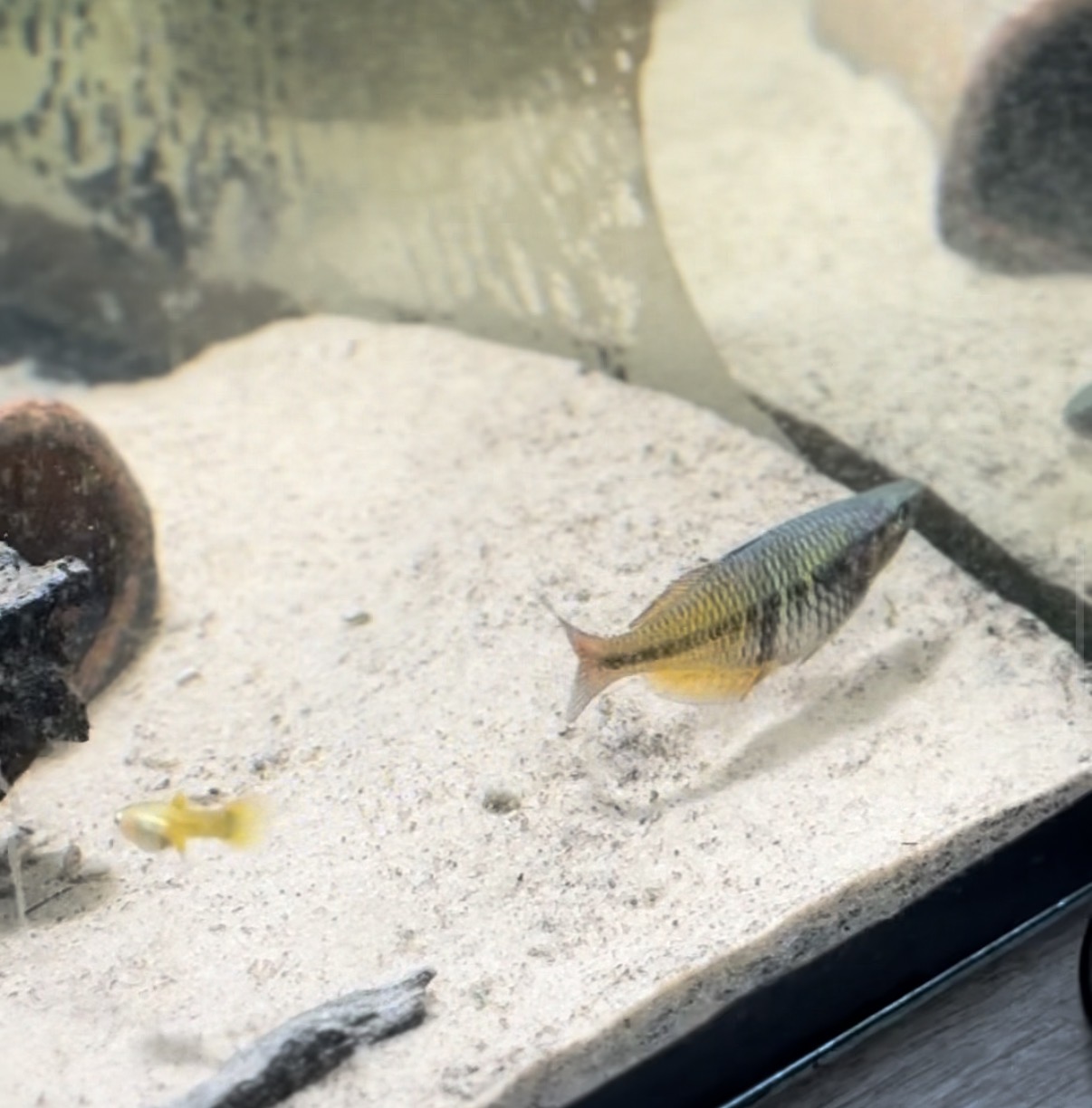 Boesemani Rainbowfish in the breeding tank