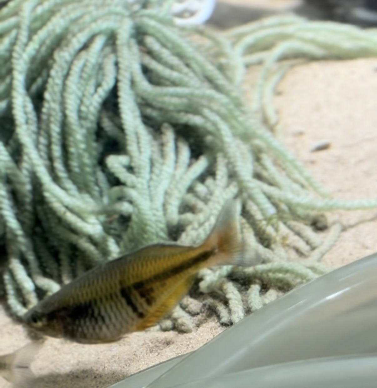 Boesemani Rainbowfish beside a spawning mop