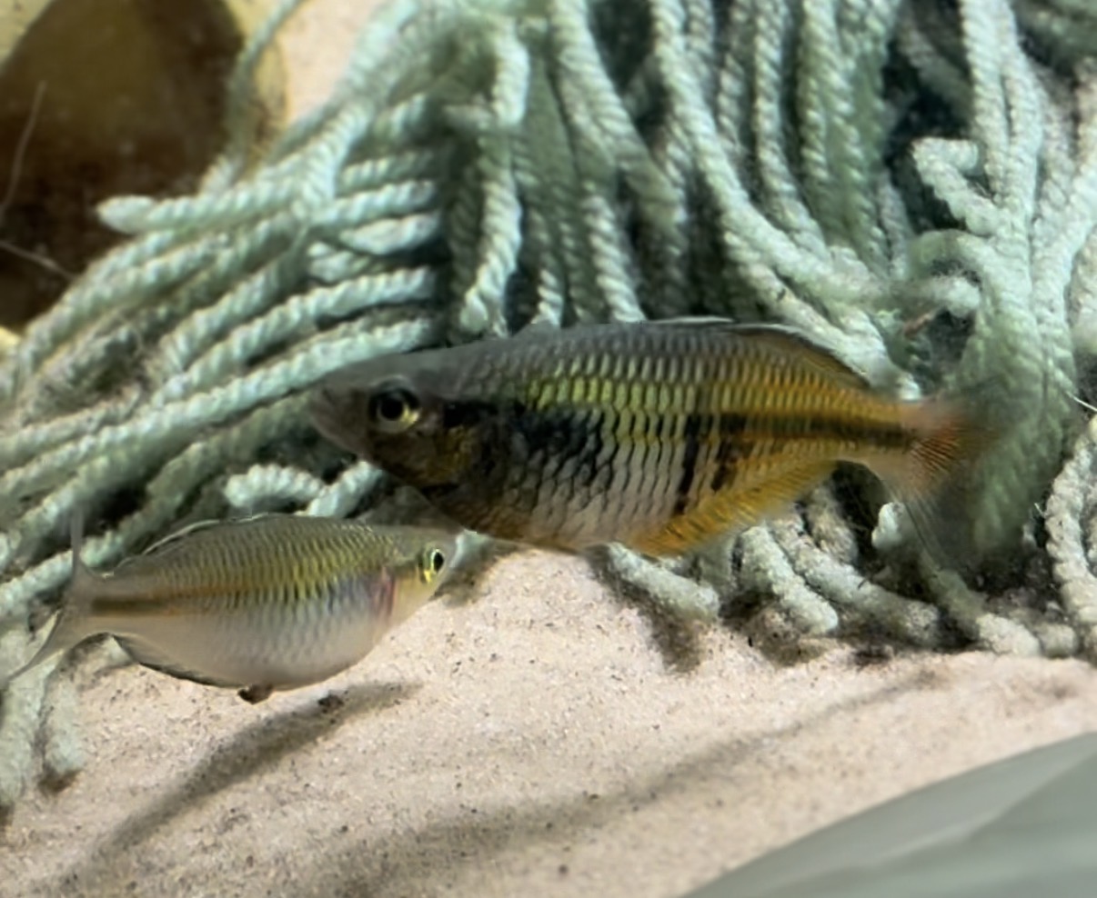 Boesemani Rainbowfish beside a spawning mop at Ben’s Fishroom