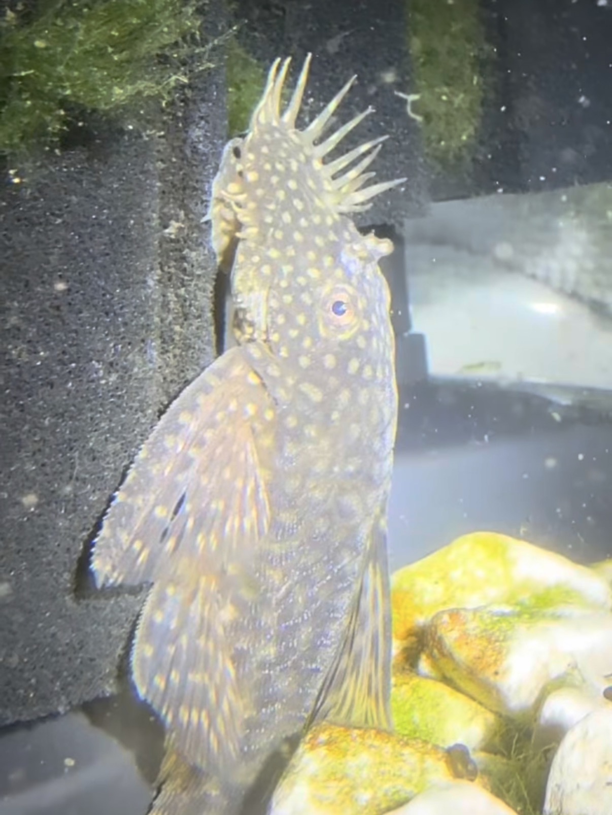 Bristlenose pleco beside a sponge filter
