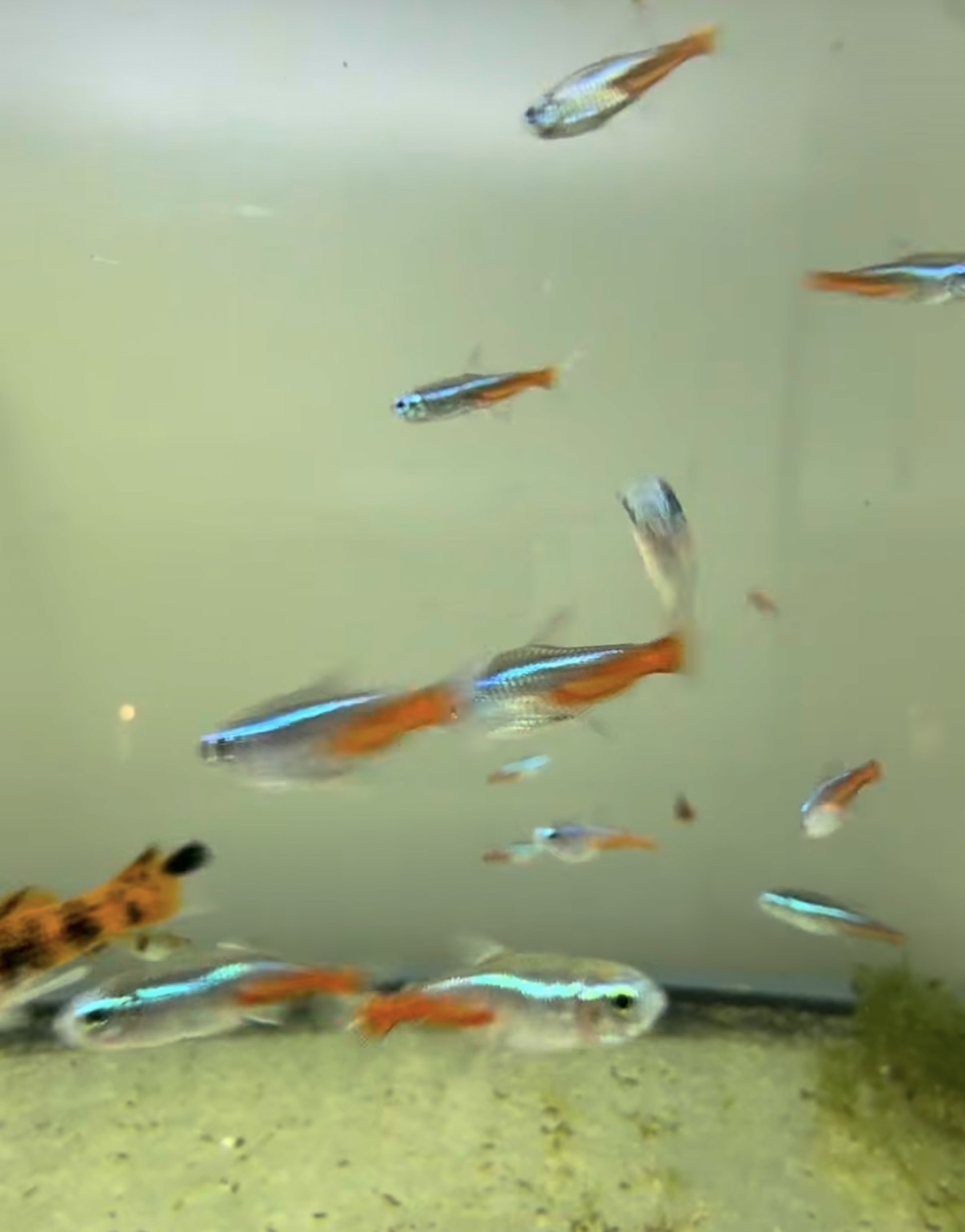 Neon Tetras swimming together