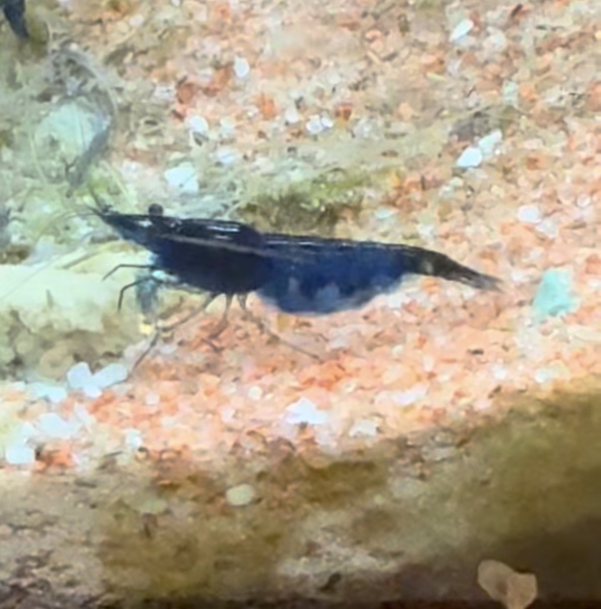 Dark blue Blue Diamond Neocaridina shrimp photographed at Ben’s Fishroom