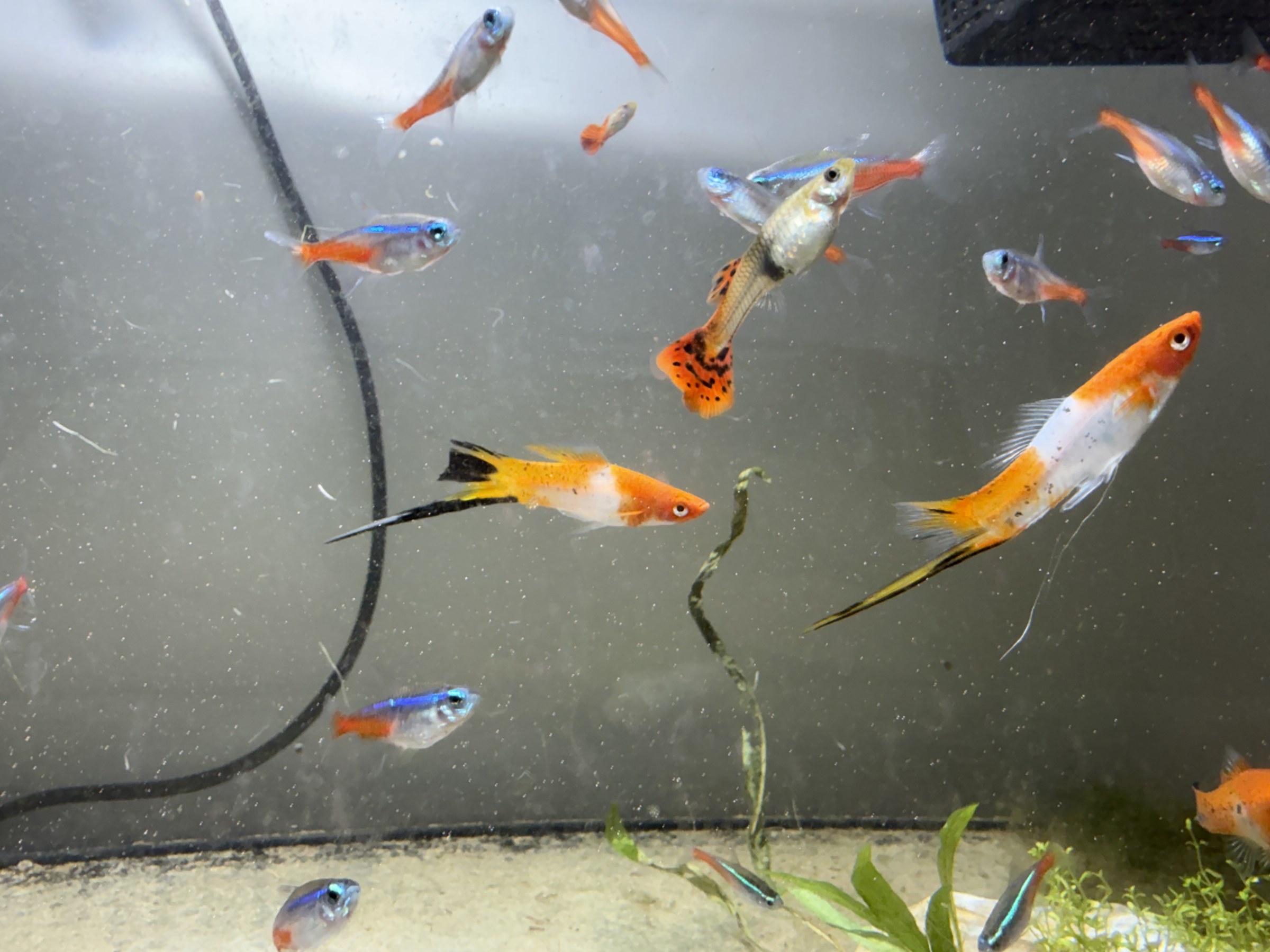 Orange, white and black markings on my Sanke Koi Swordtails.