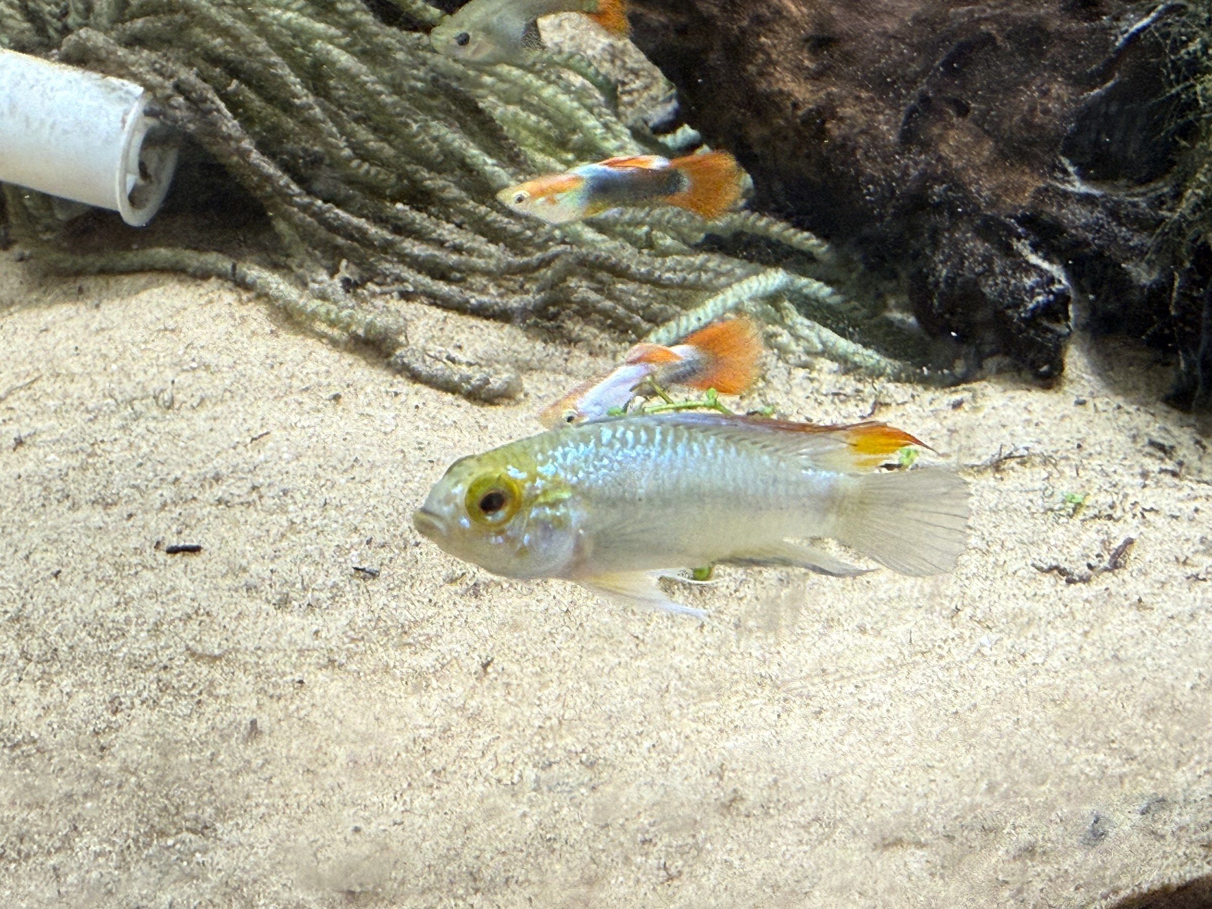A dwarf cichlid beside the spawning mop in my fishroom.