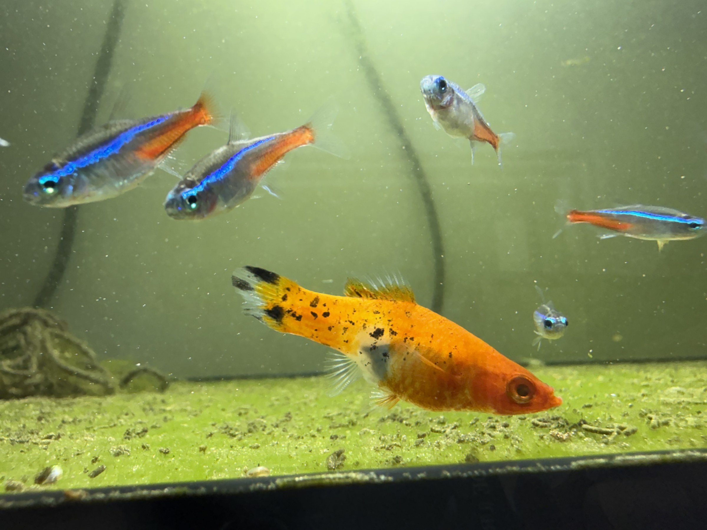 A Sanke Koi Swordtail swimming above the sand.