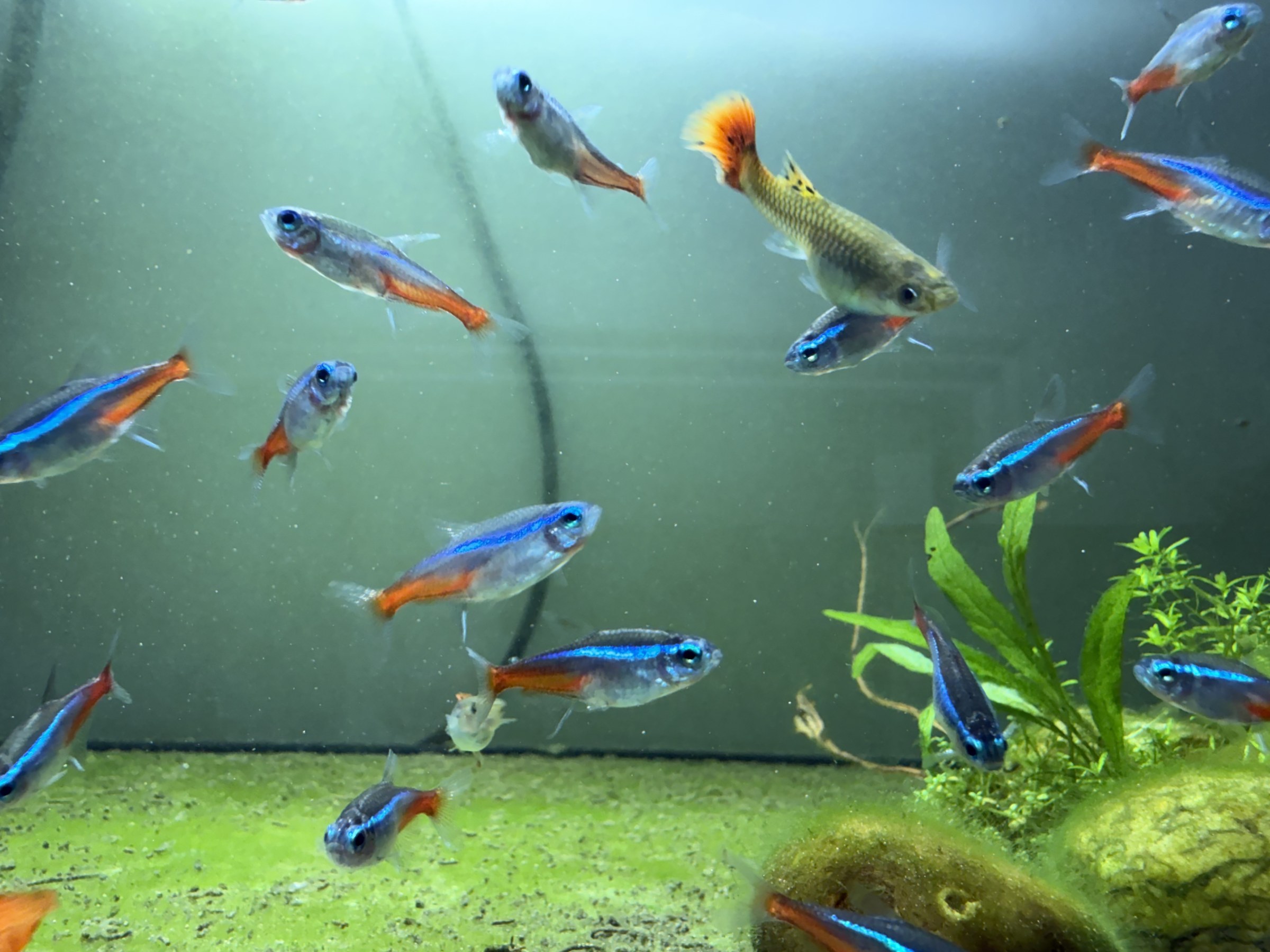 Locally bred Neon Tetras showing their blue and red markings.