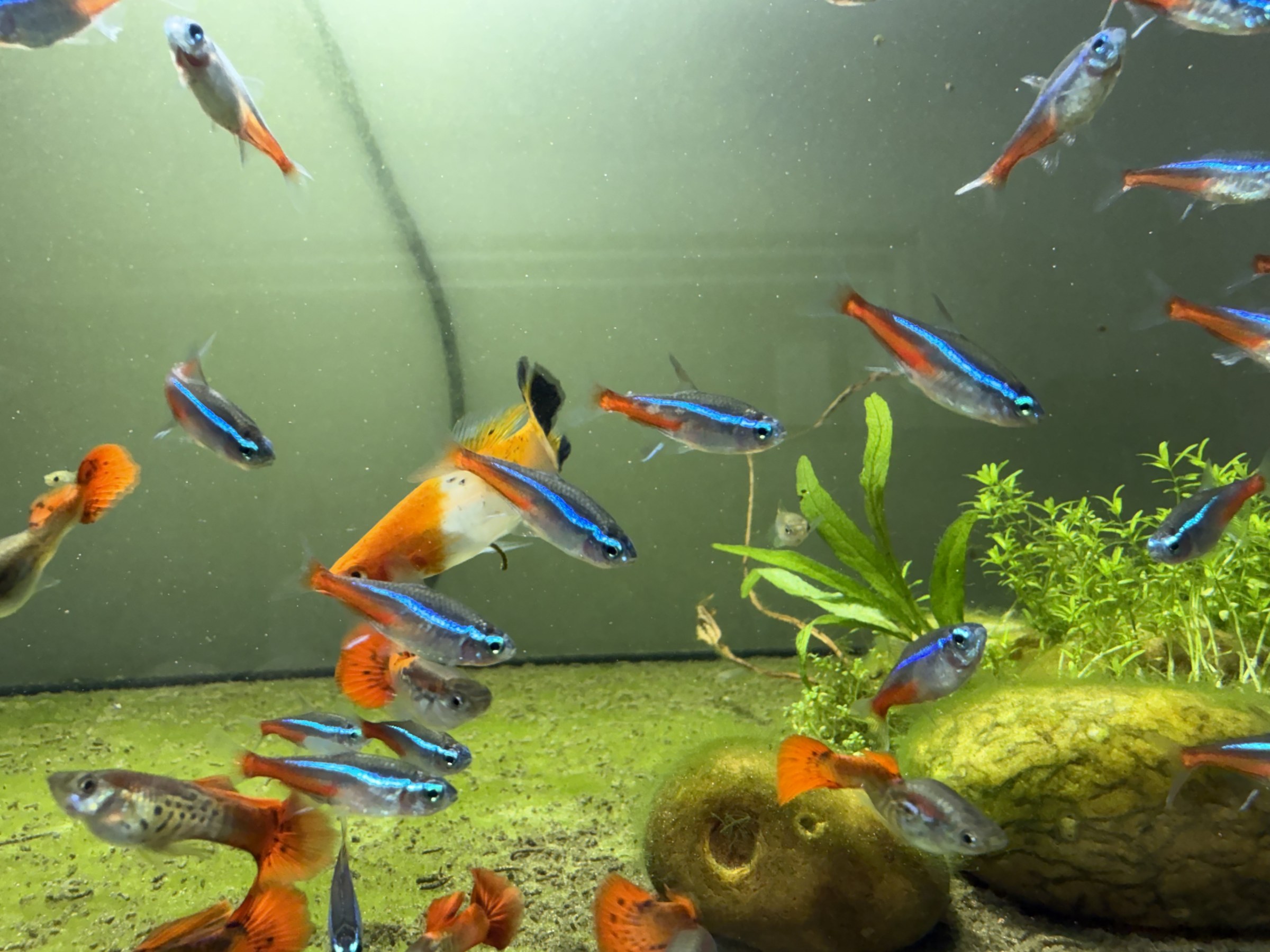 Neon Tetras swimming among the plants and their tankmates.
