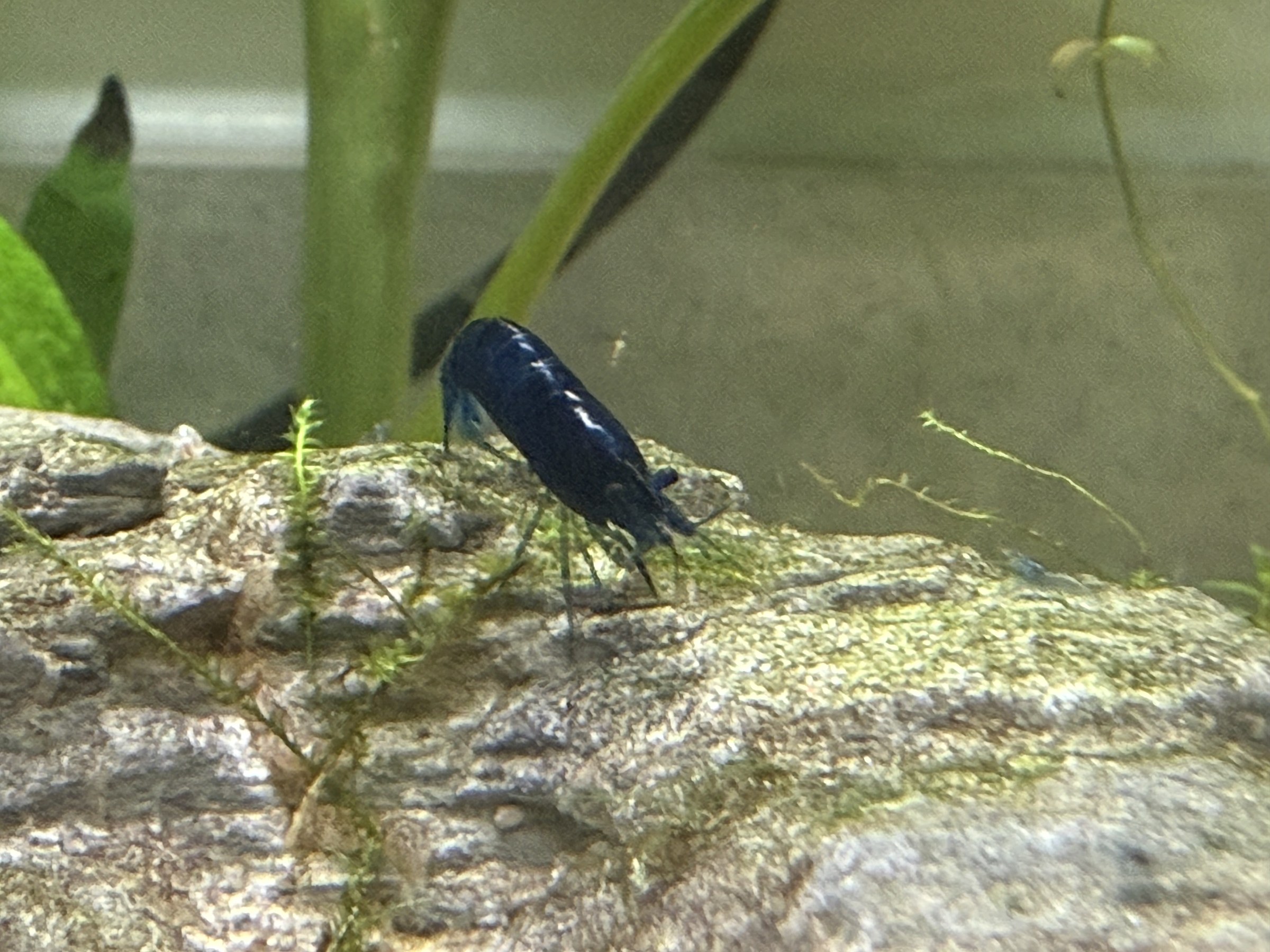 A Blue Diamond shrimp exploring the rockwork.