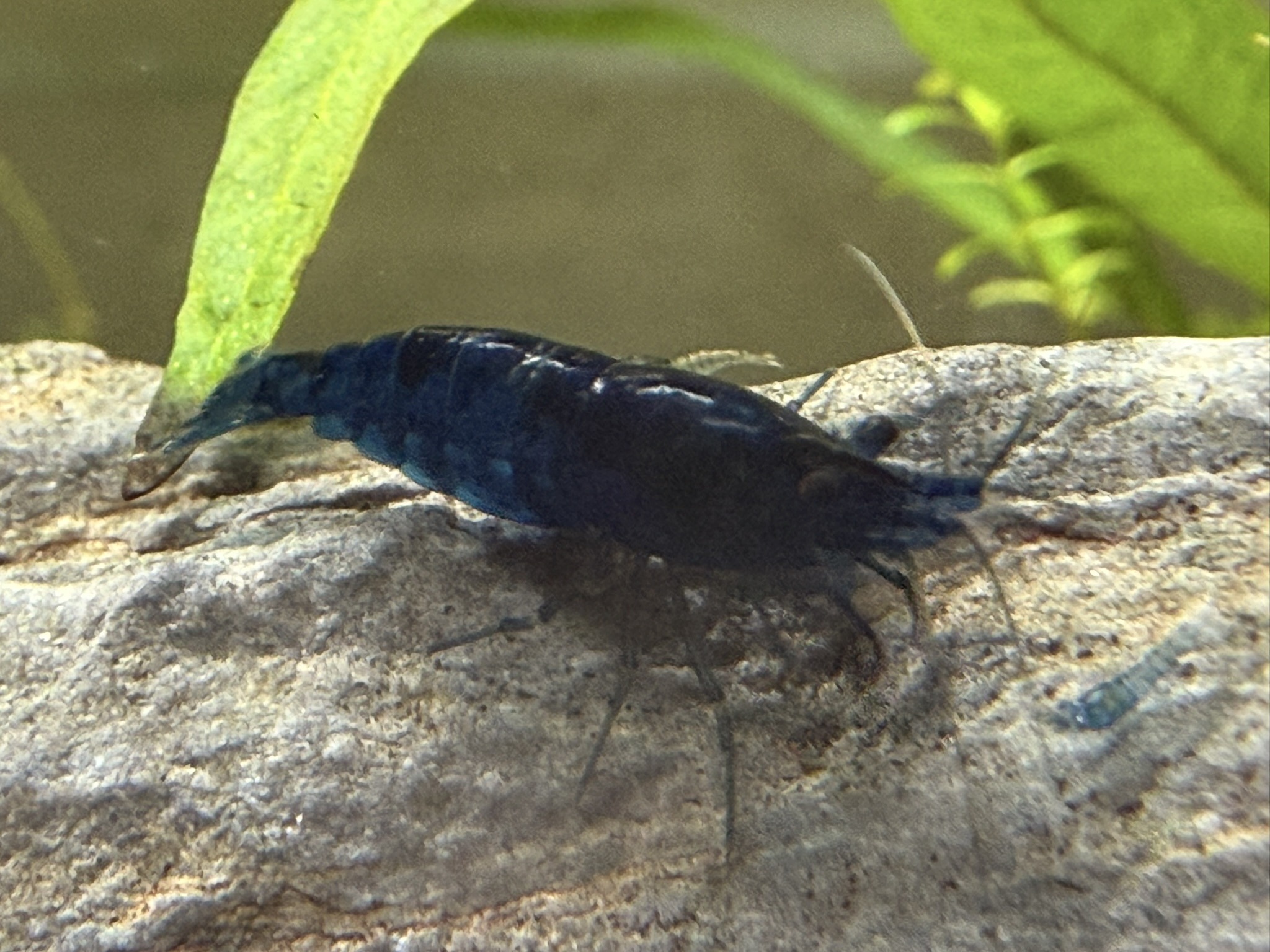 A Blue Diamond shrimp exploring the rockwork.
