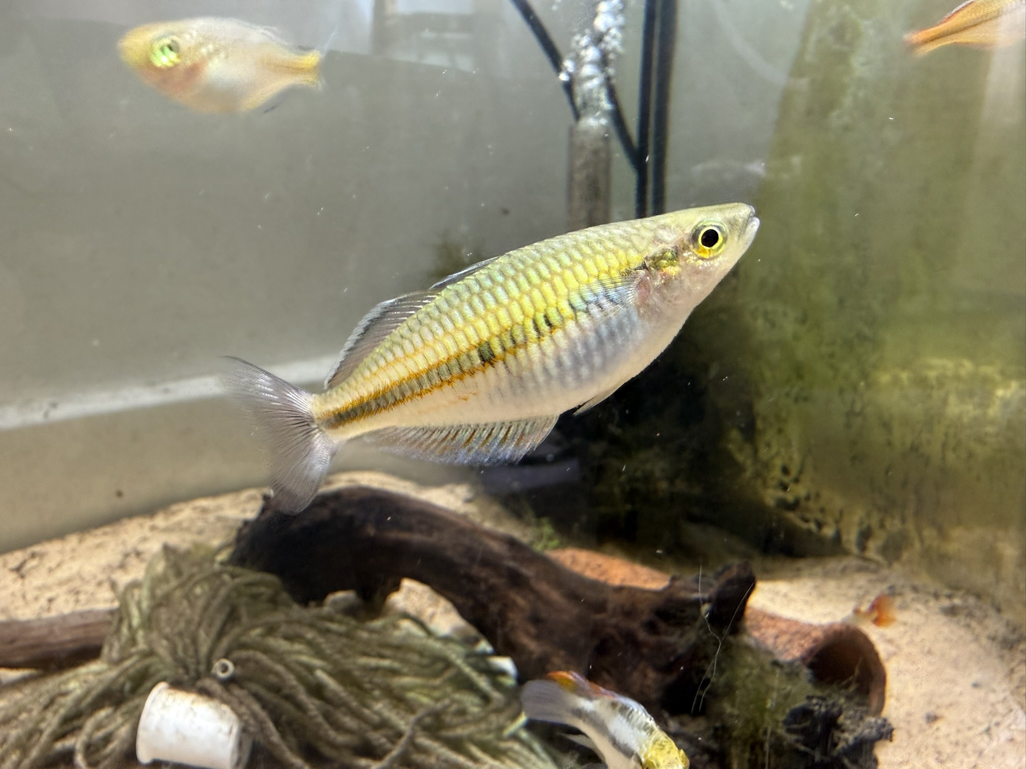 A closer side view of a Boesemani Rainbowfish in my tank.