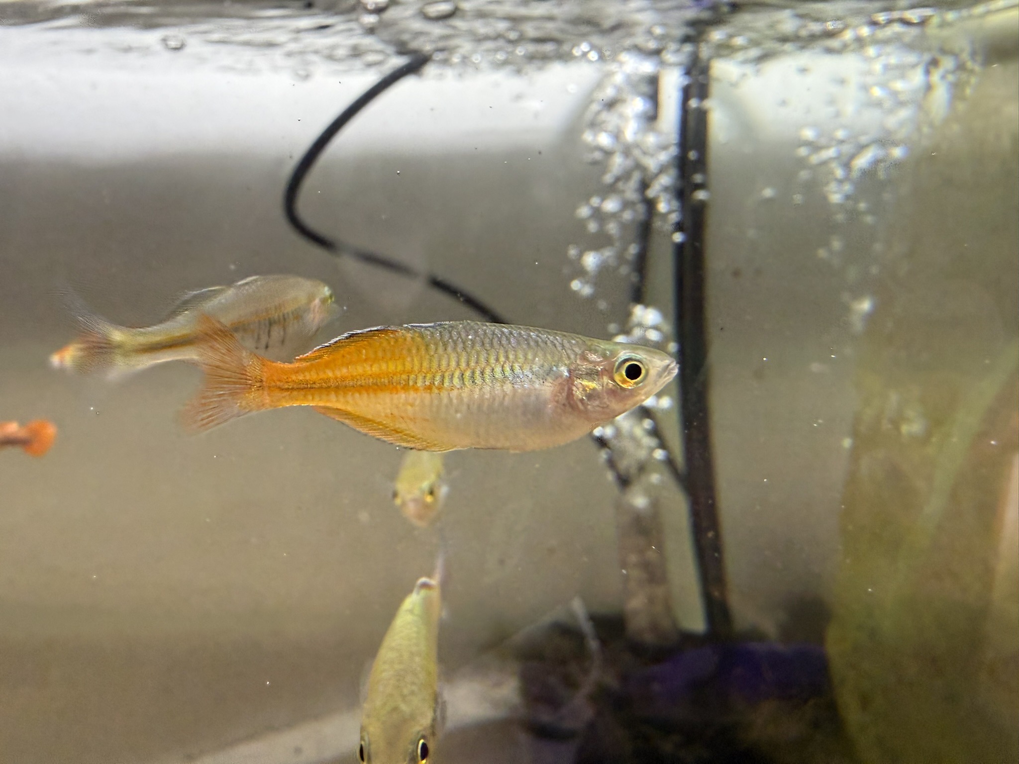 Boesemani Rainbowfish showing its orange tail and silver-blue scales.