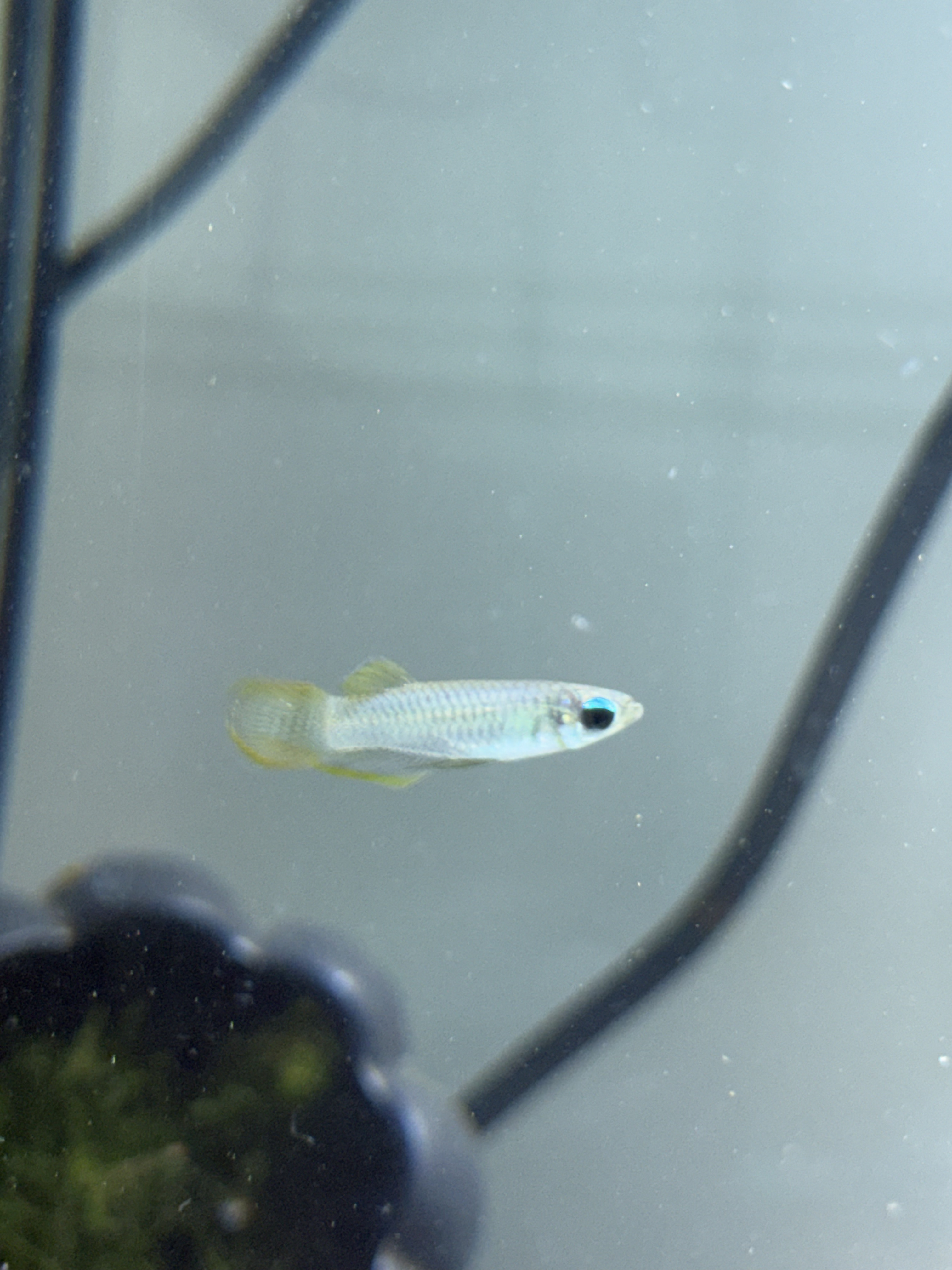 A young fish in the fishroom