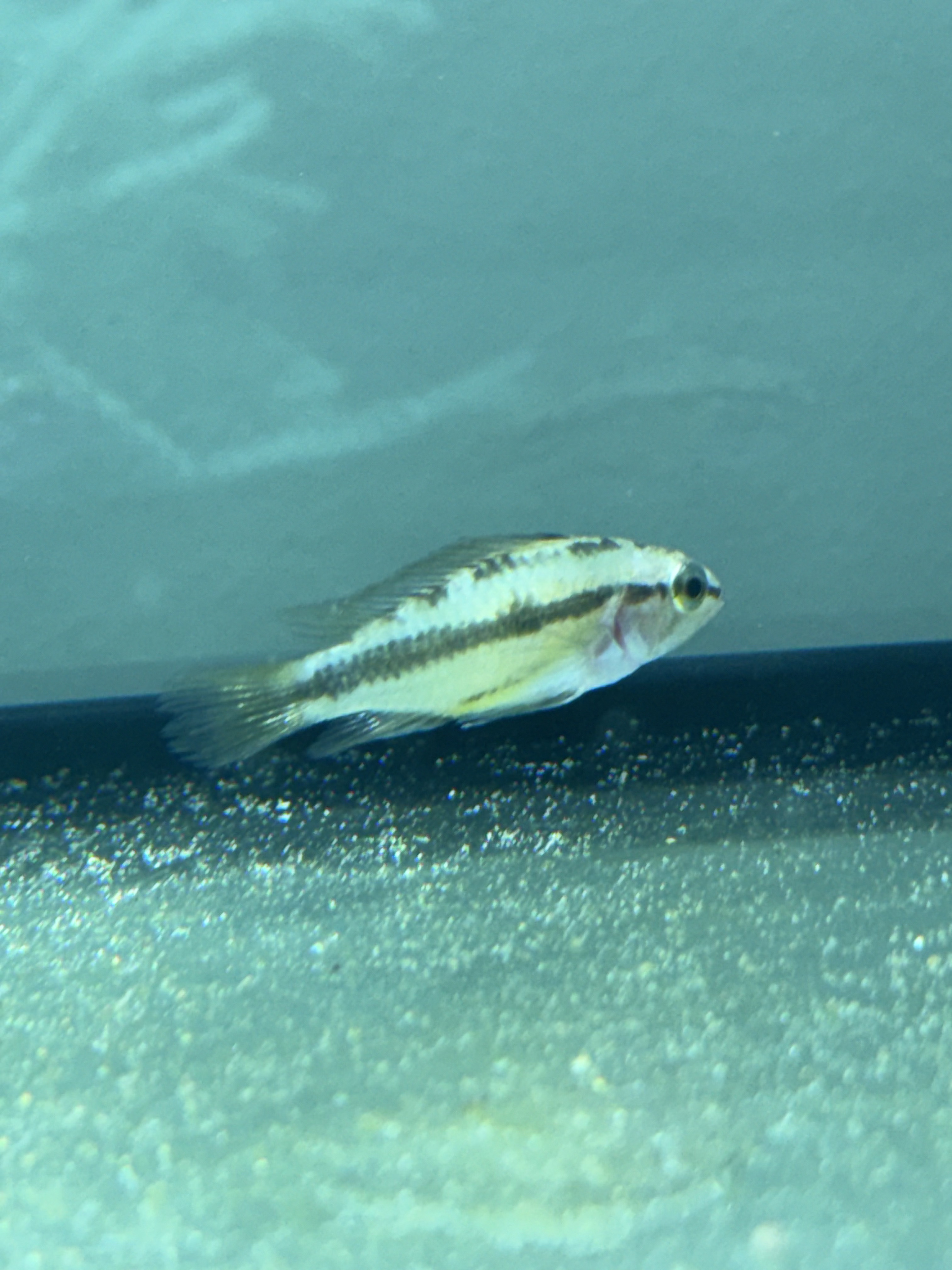 Apistogramma trifasciata exploring the tank