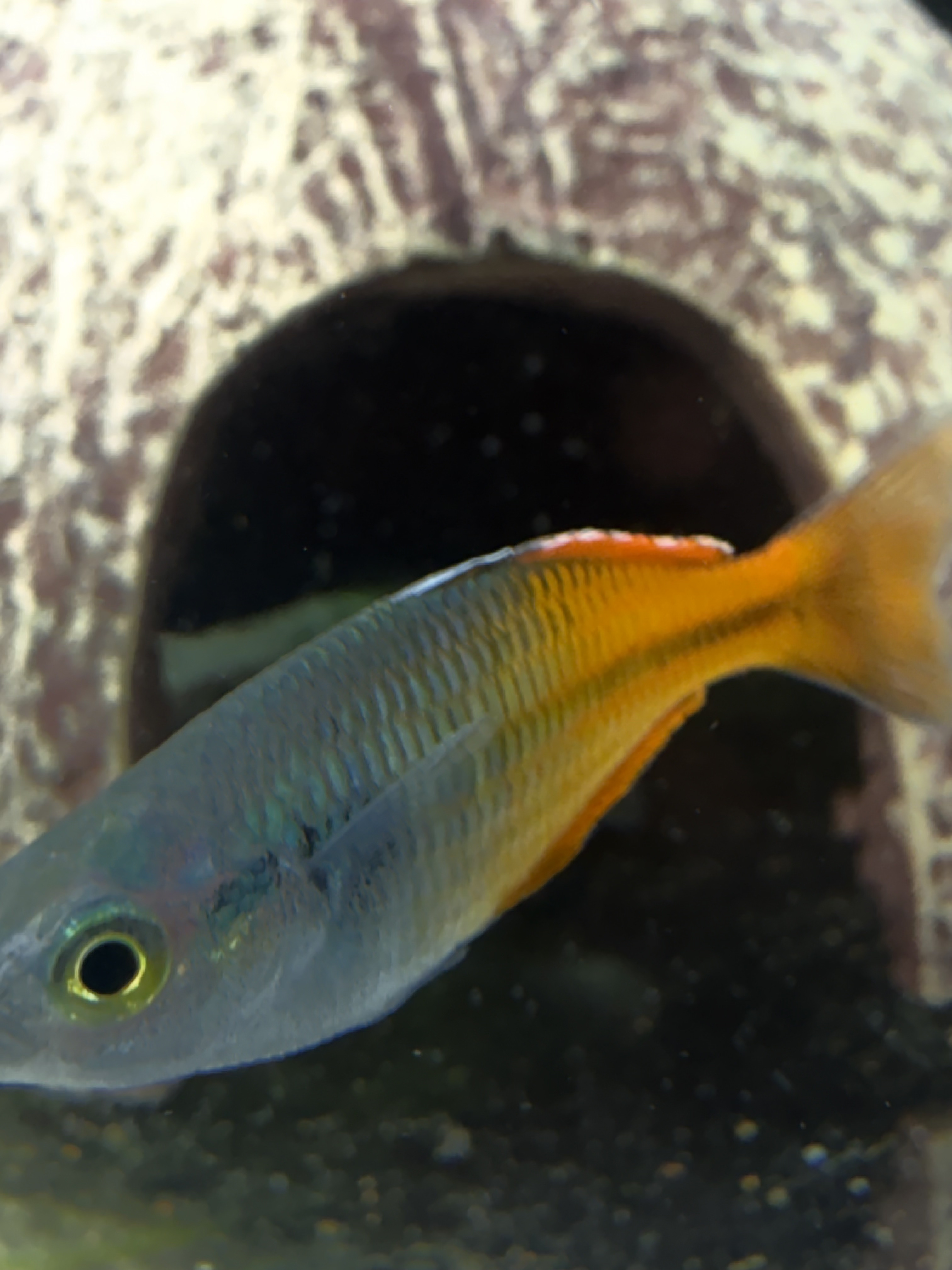 Blue and orange colour on a Boesemani Rainbowfish