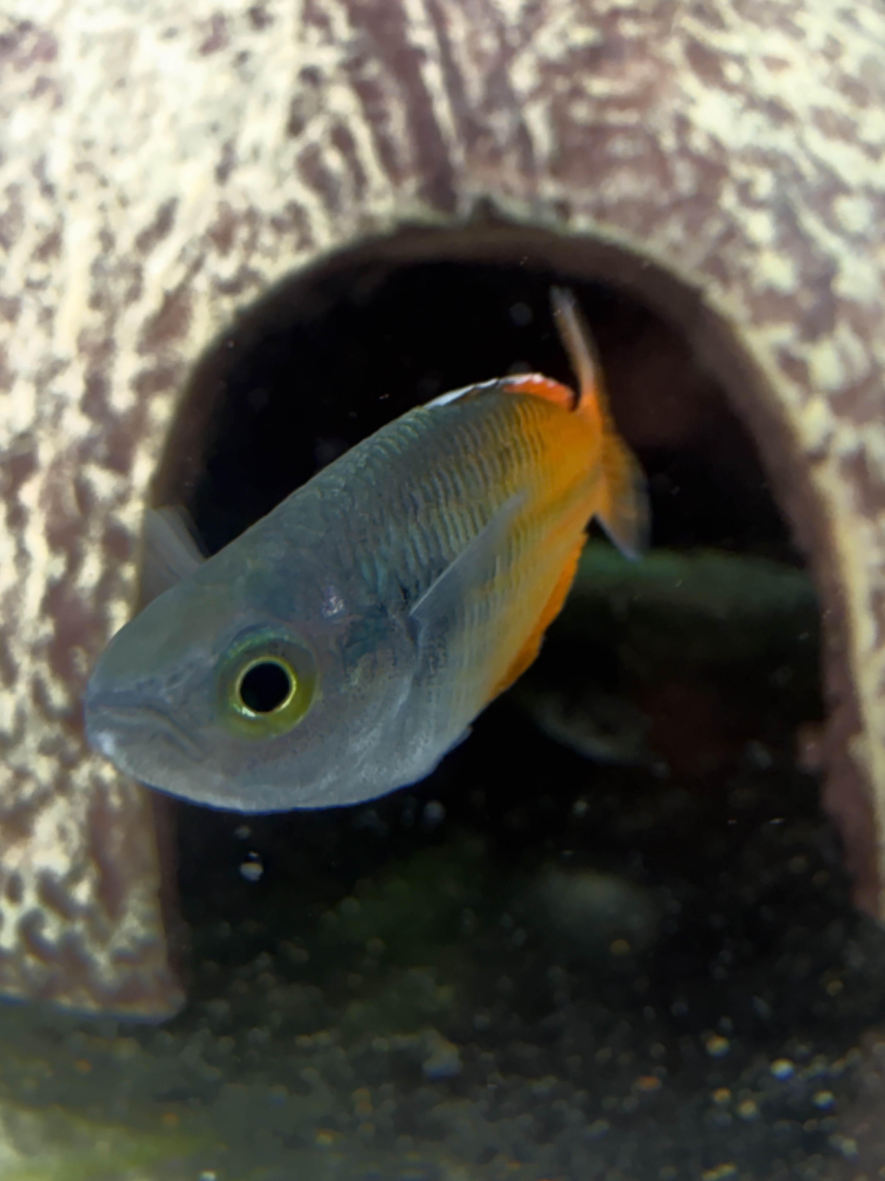 Close-up of a blue and orange Boesemani Rainbowfish in our fishroom