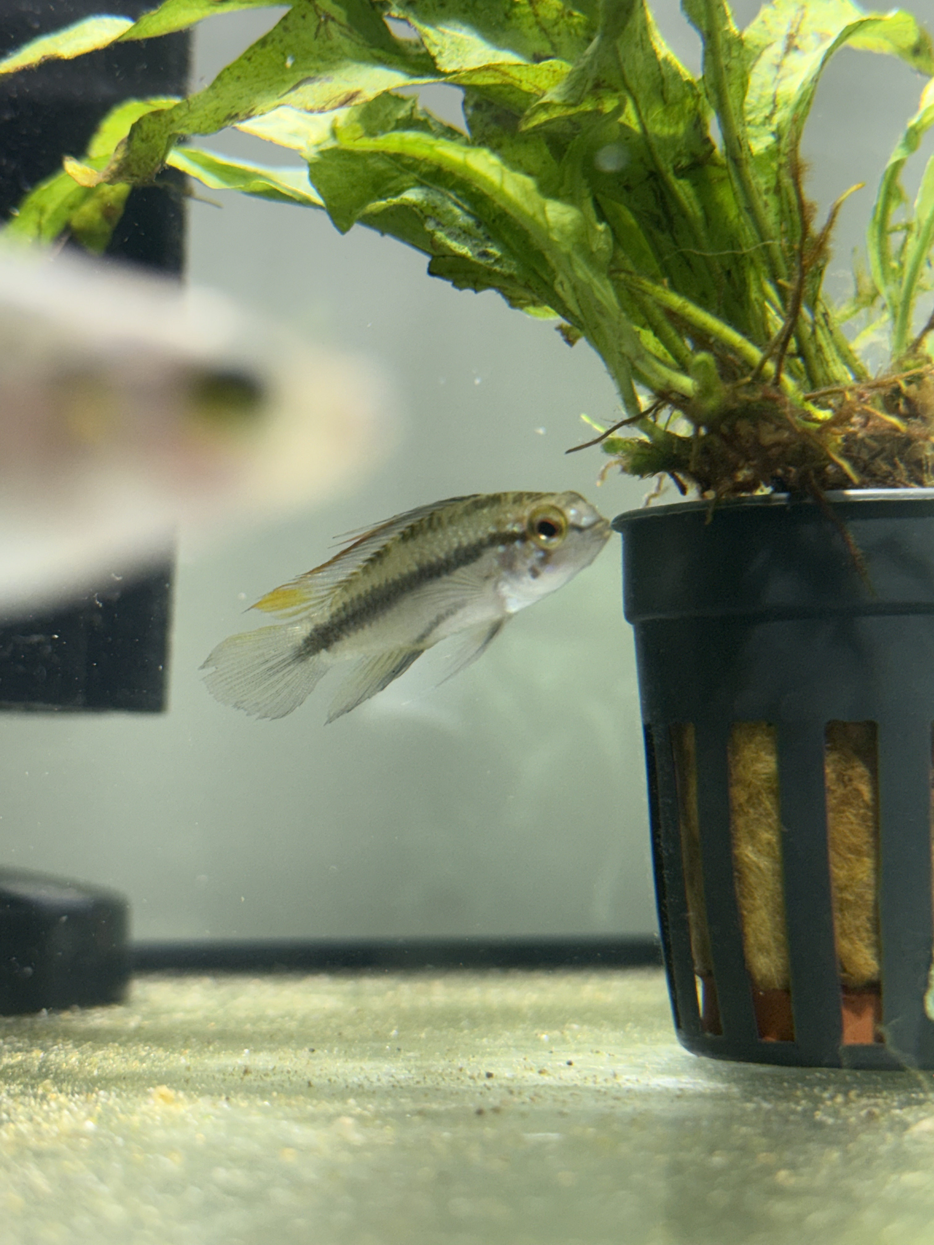 Apistogramma trifasciata beside an aquarium plant